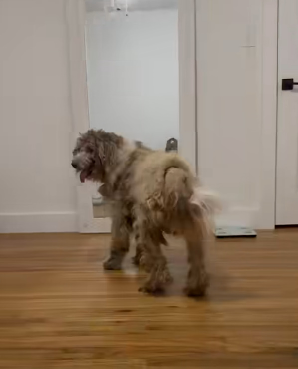 photo of aussiedoodle indoors