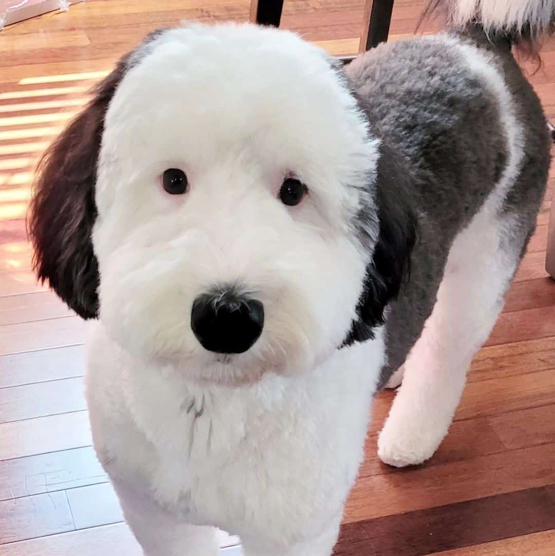 photo of Bayley after grooming