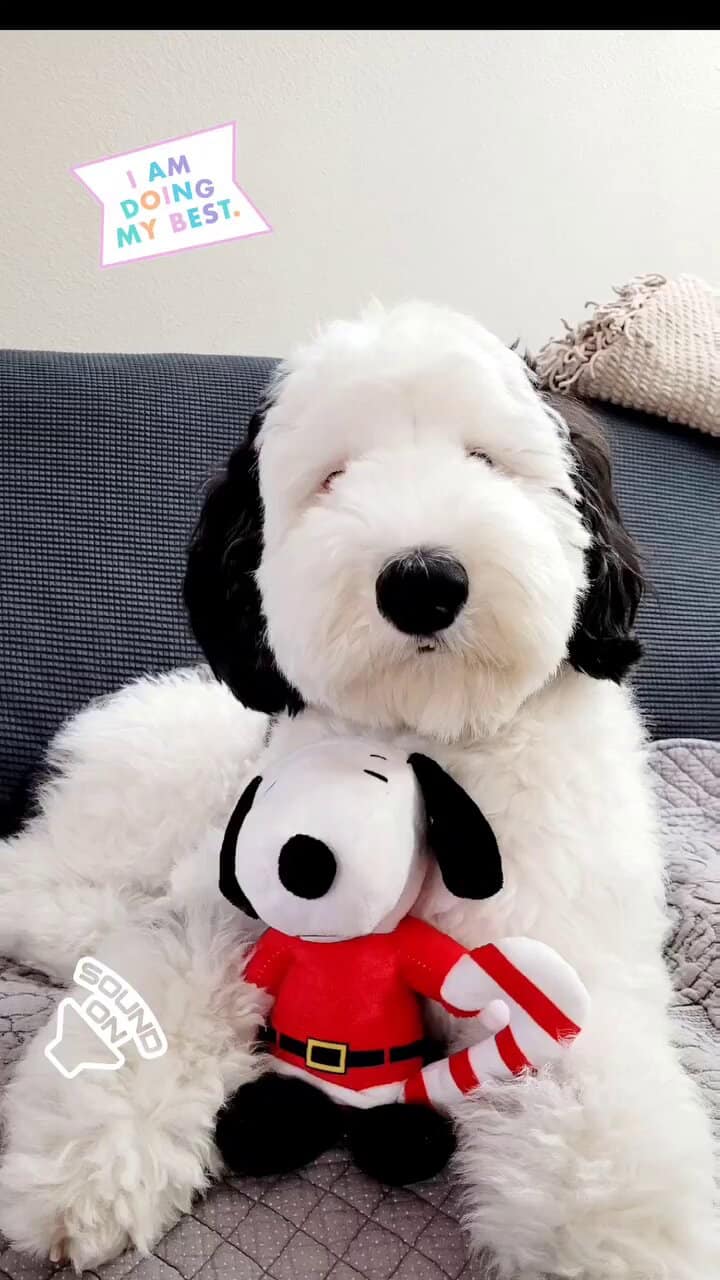 photo of Bayley with Snoopy toy