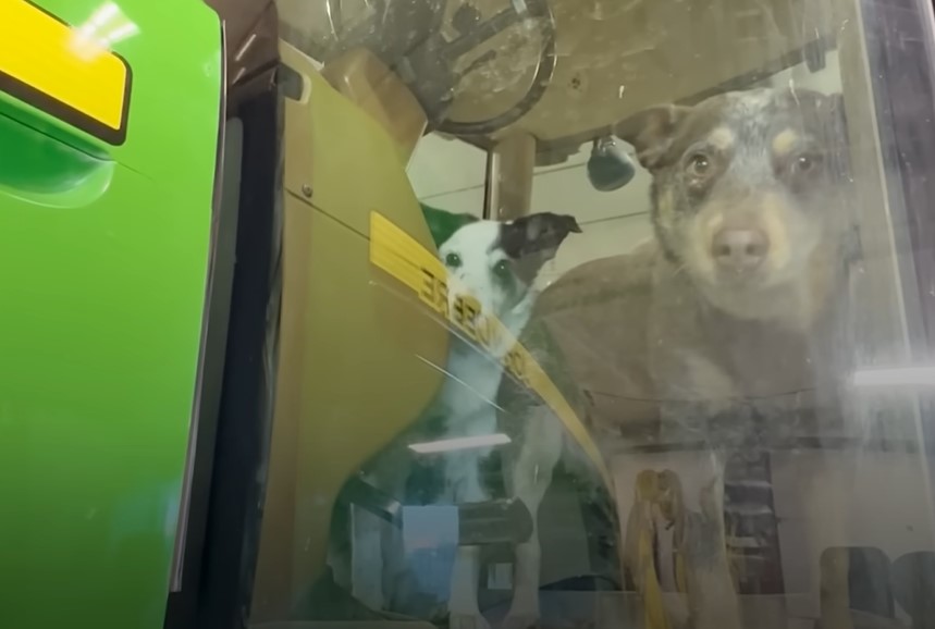 photo of bubbles with another dog behind glass door