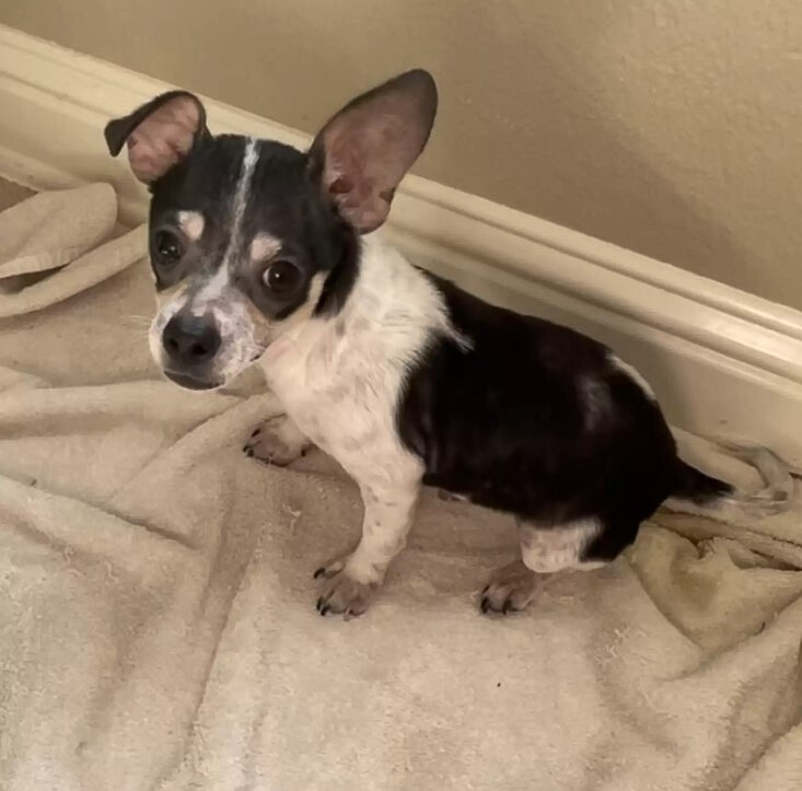 photo of chihuahua sitting on a blanket