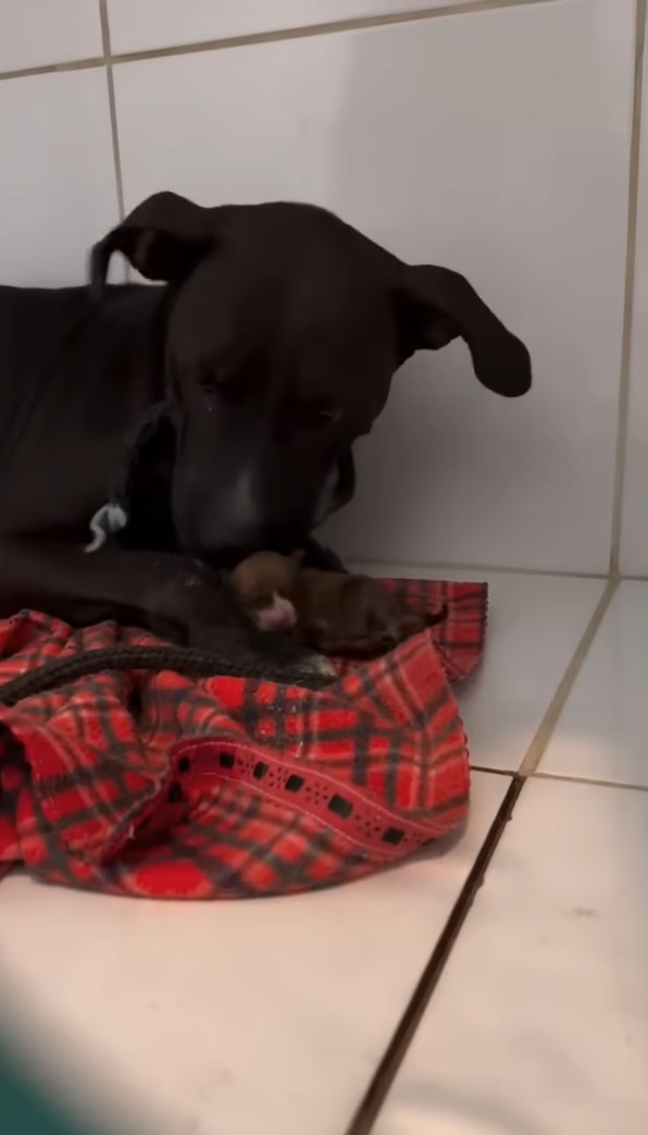 photo of dog and a newborn puppy