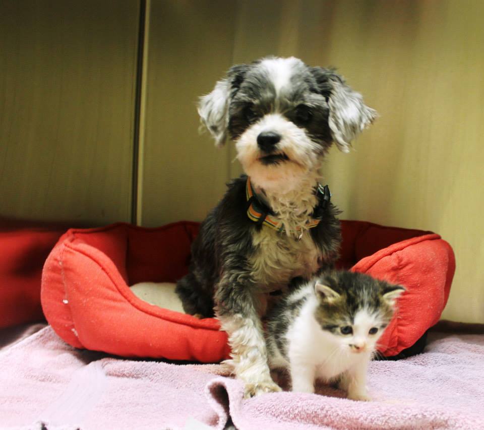 photo of dog and kitten on a red dog bed