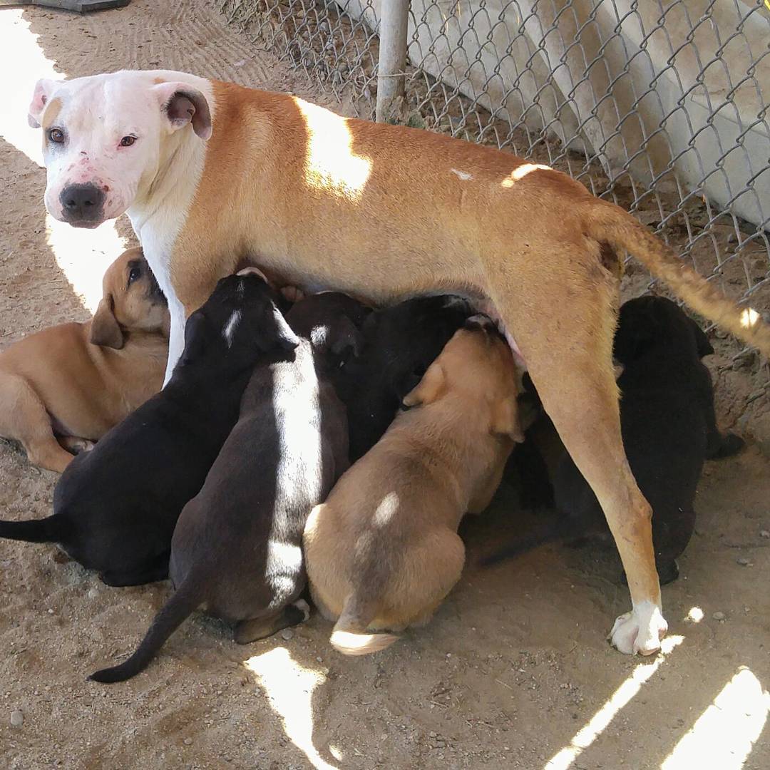 photo of dog and puppies