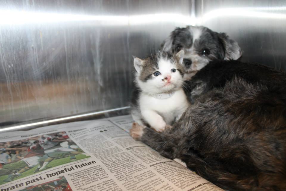 photo of dog and stray kitten