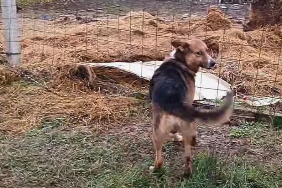 photo of dog chained to fence