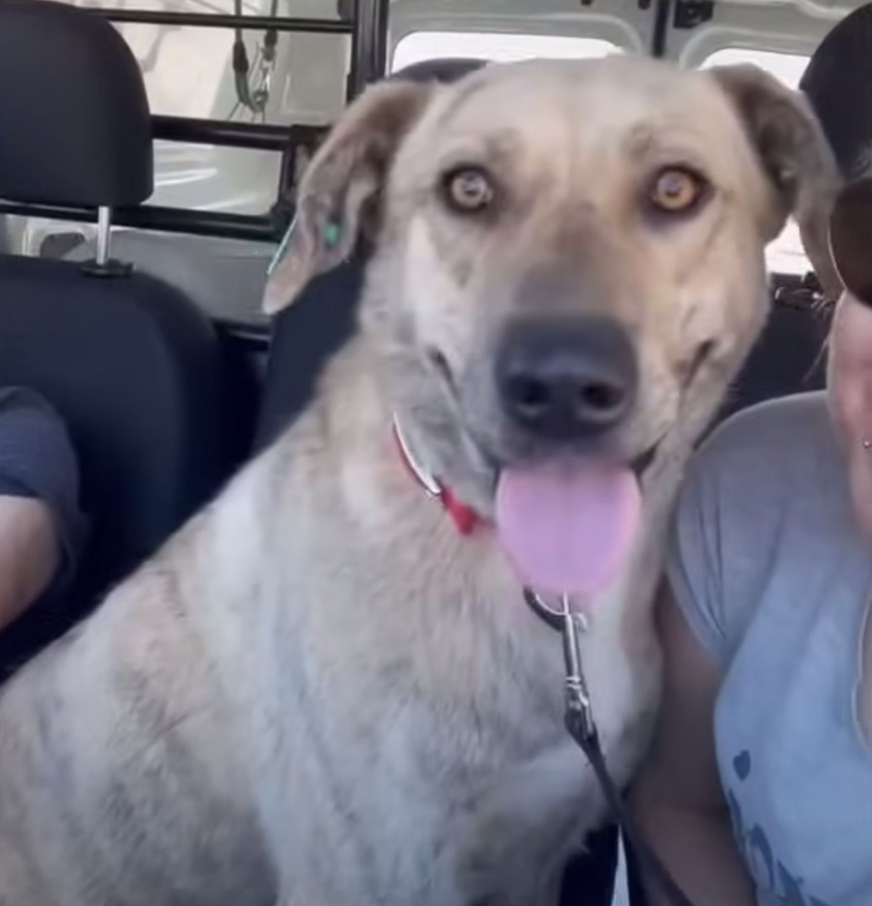 photo of dog in a car