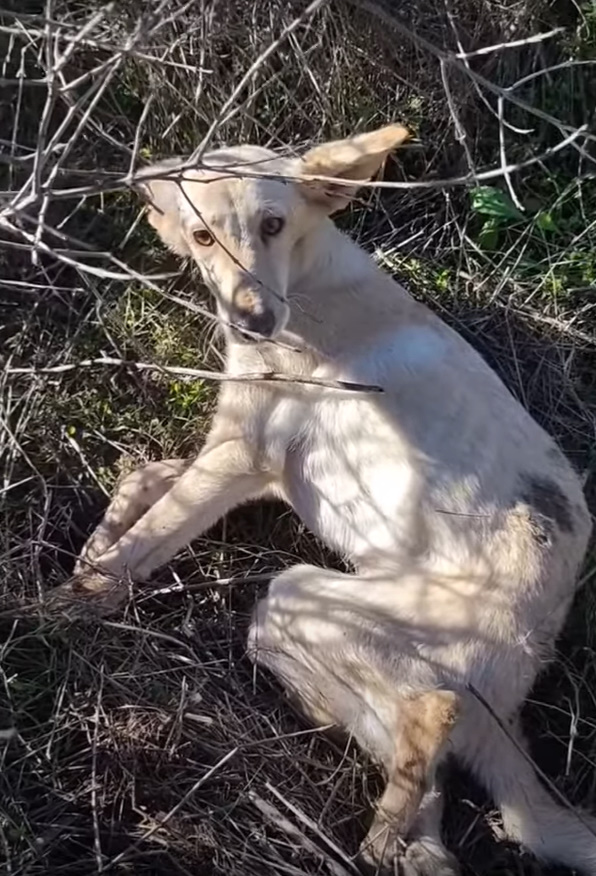 photo of dog in bushes