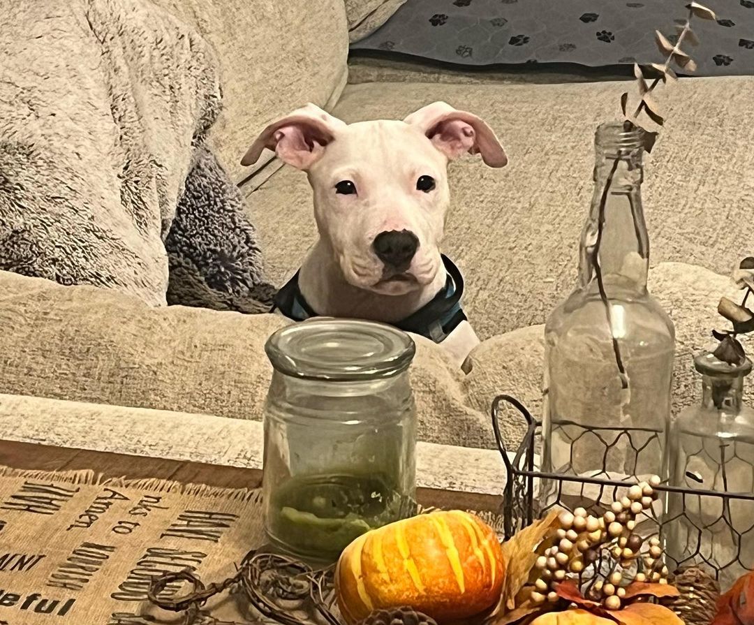 photo of dog in living room