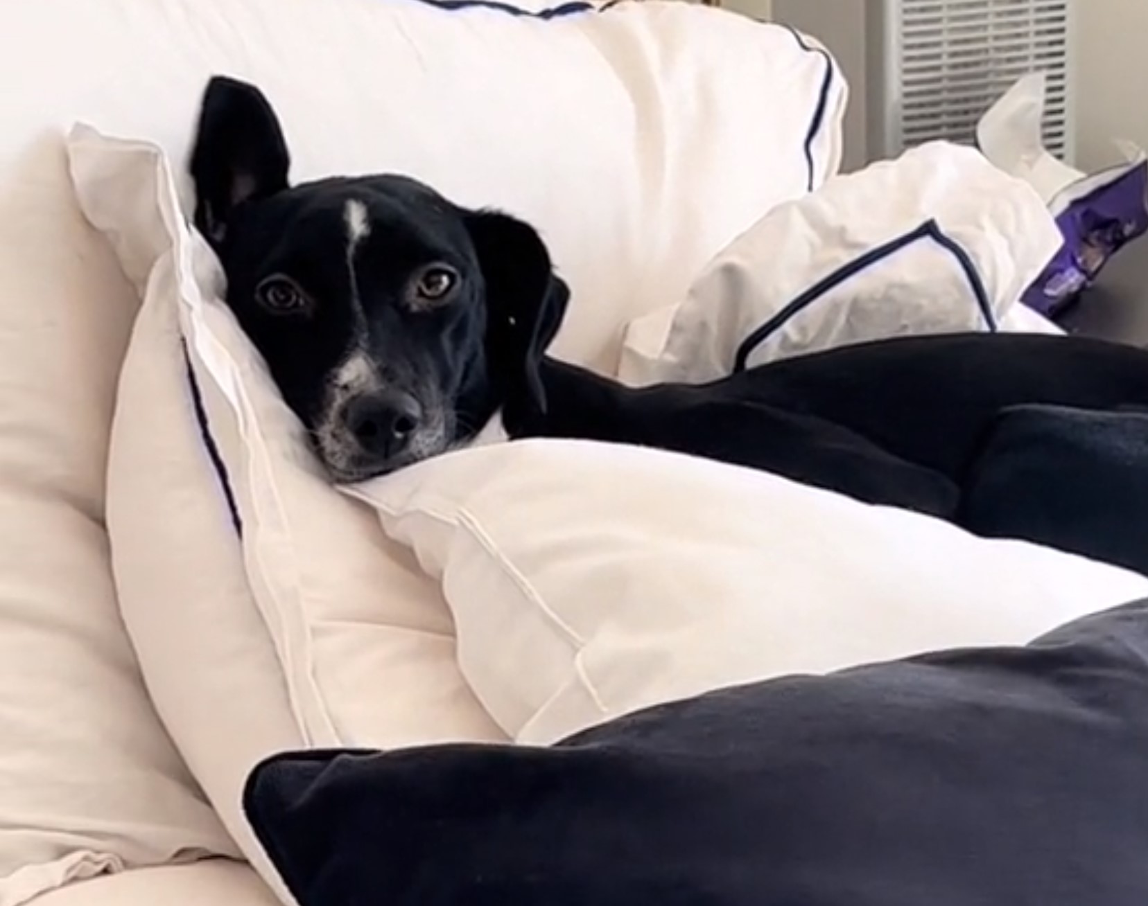 photo of dog lying in bed