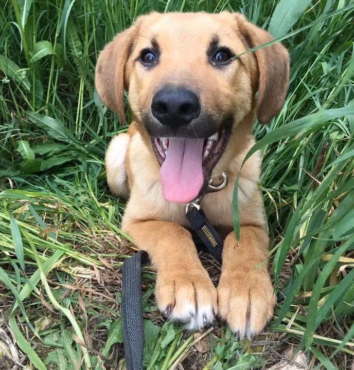 photo of dog lying in grass