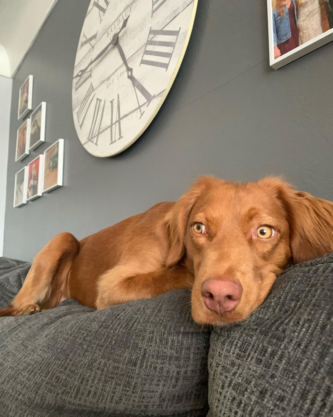 photo of dog lying on gray couch