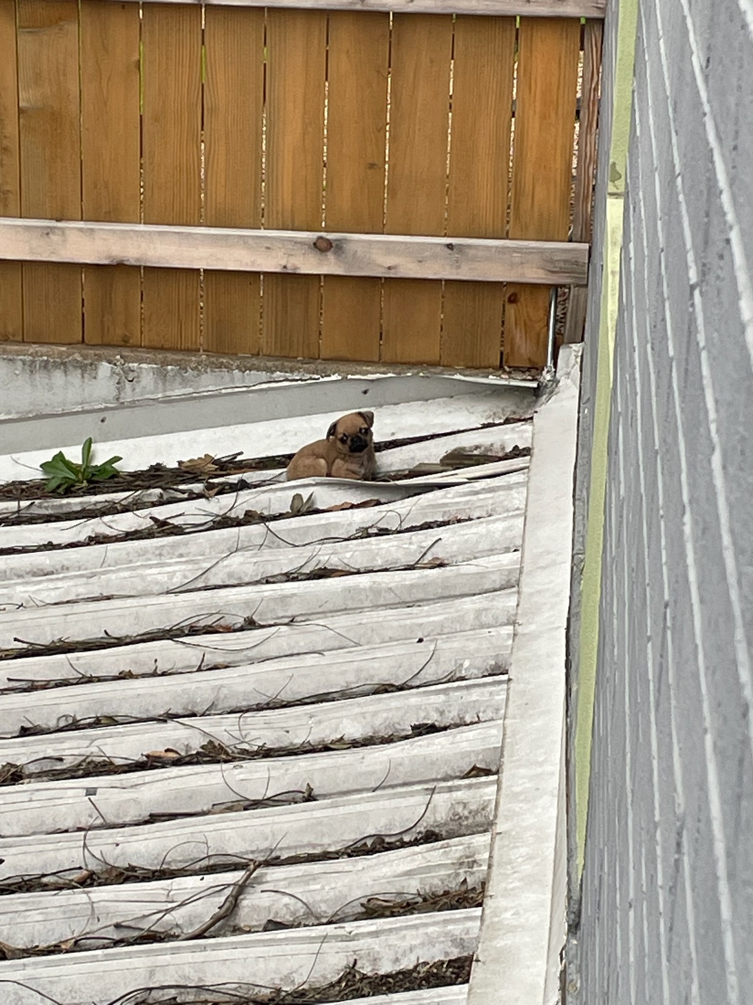 photo of dog on a roof