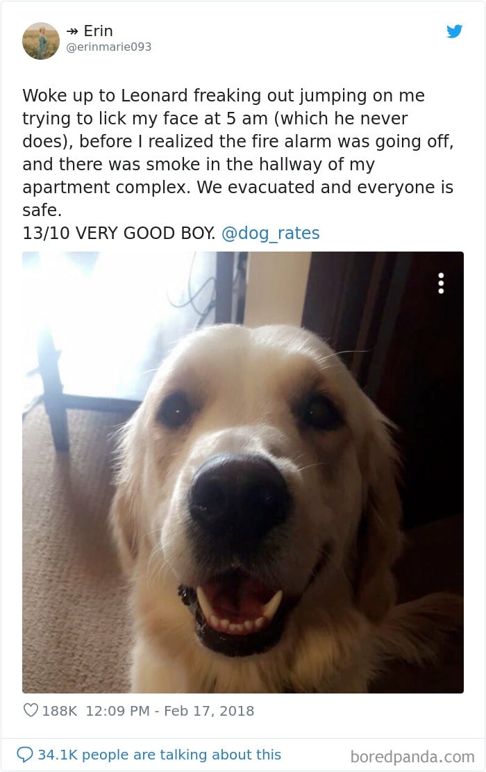 photo of dog on twitter