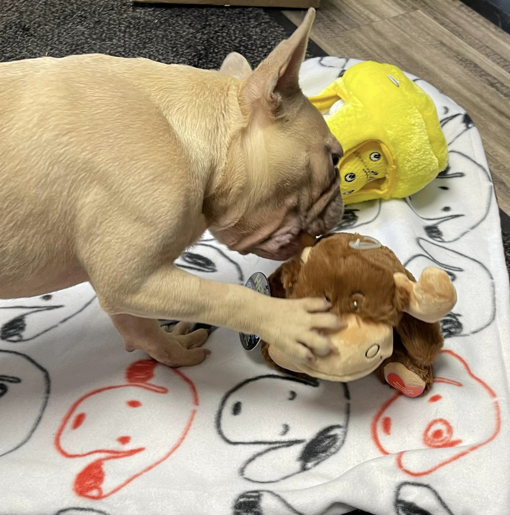 photo of dog playing with toys