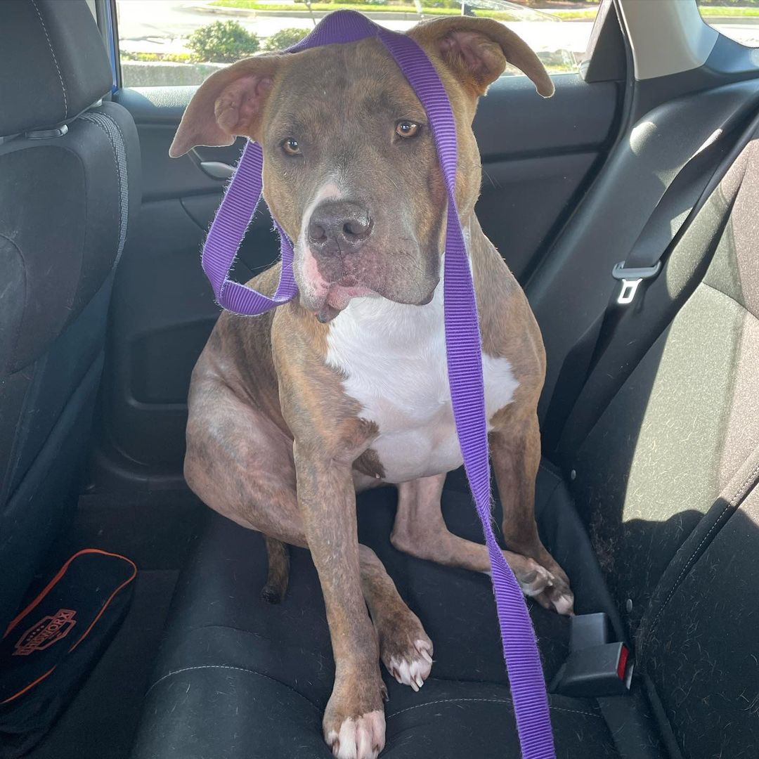 photo of dog sitting in car