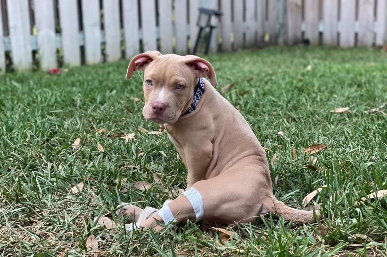 photo of dog sitting on grass