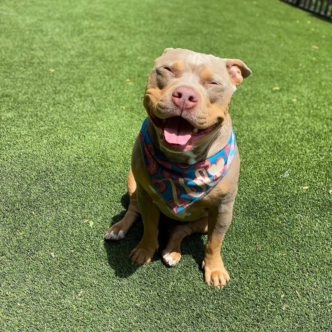 photo of dog sitting on grass