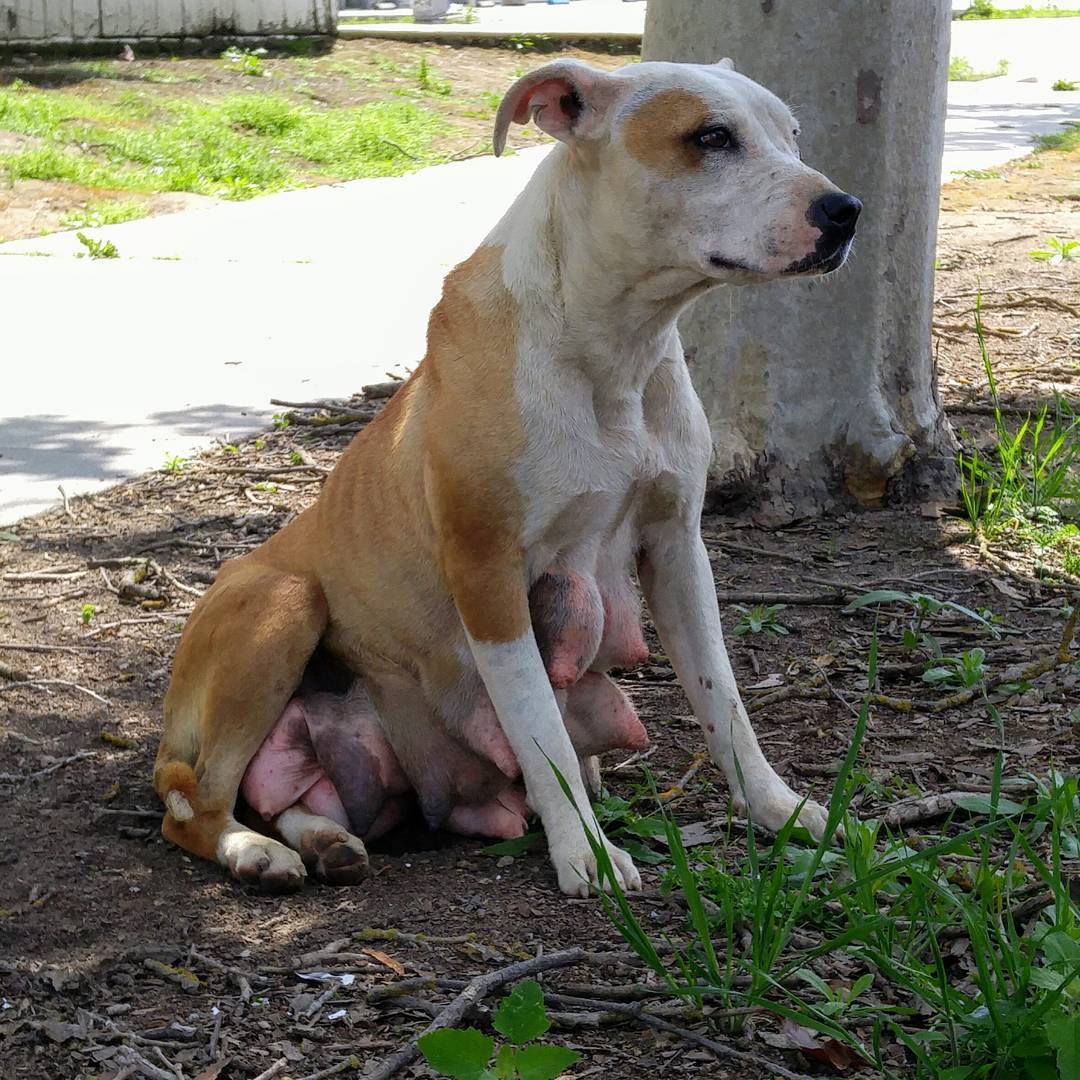 photo of dog sitting