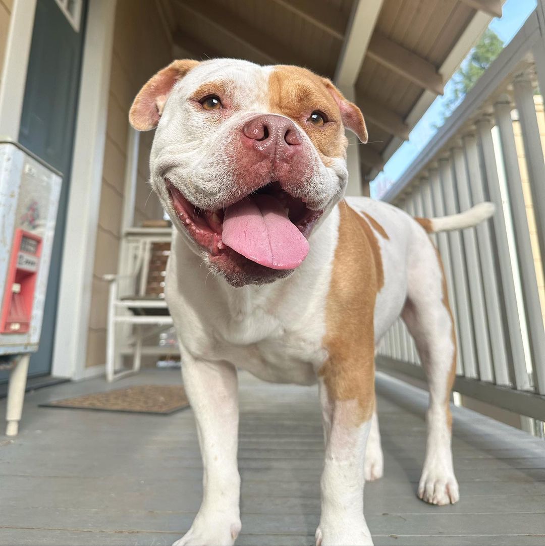 photo of dog standing on porch