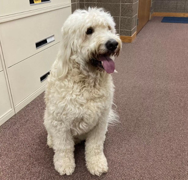 photo of dog tate sitting