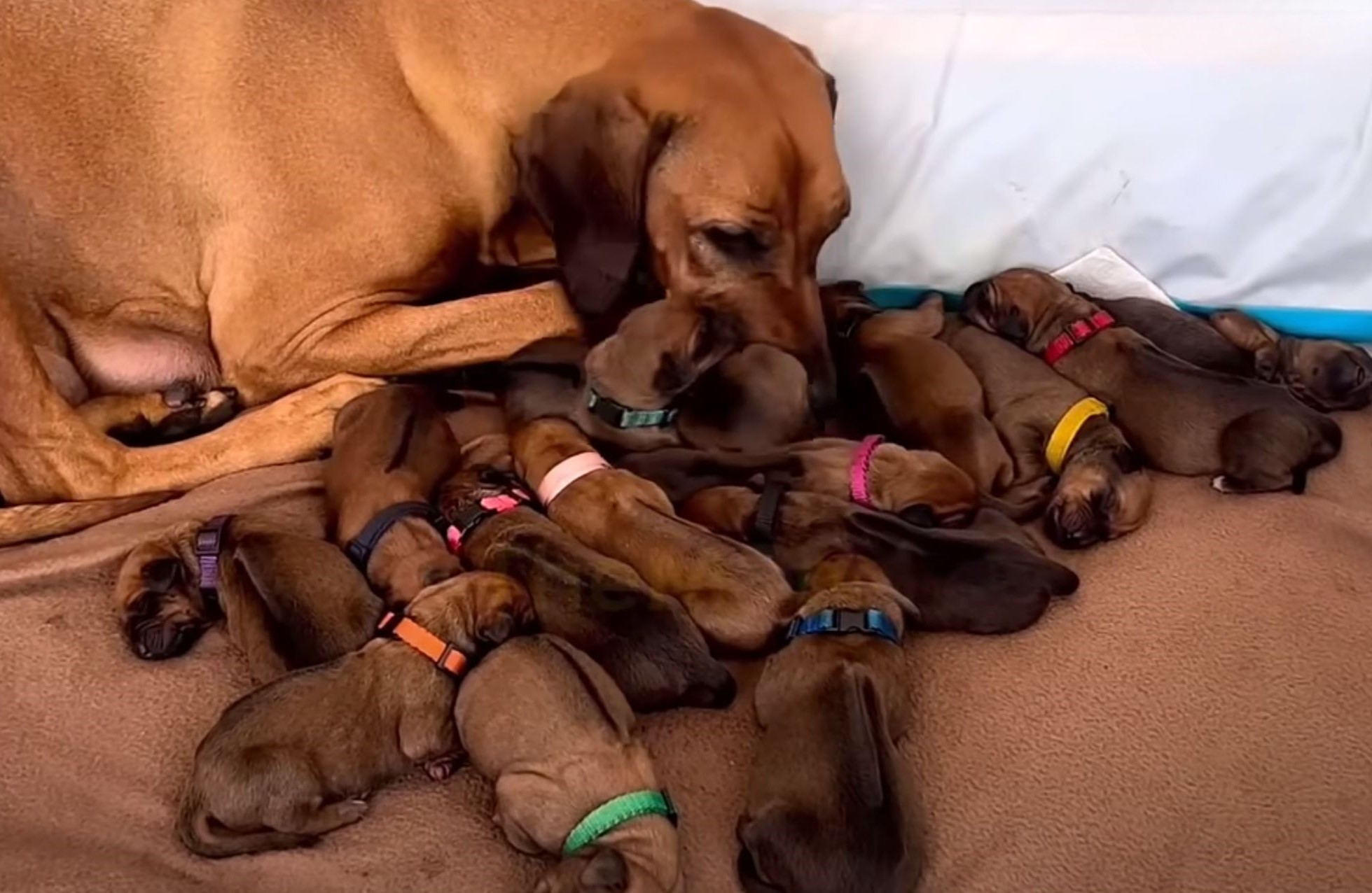 photo of dog with puppies