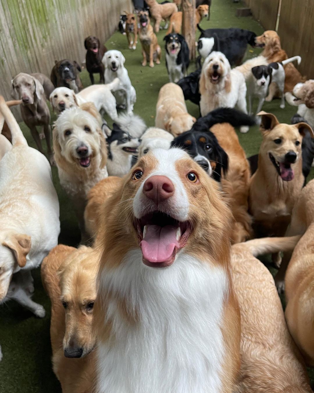 photo of dogs at the doggy daycare