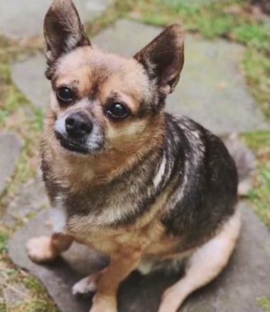 photo of fidel the chihuahua
