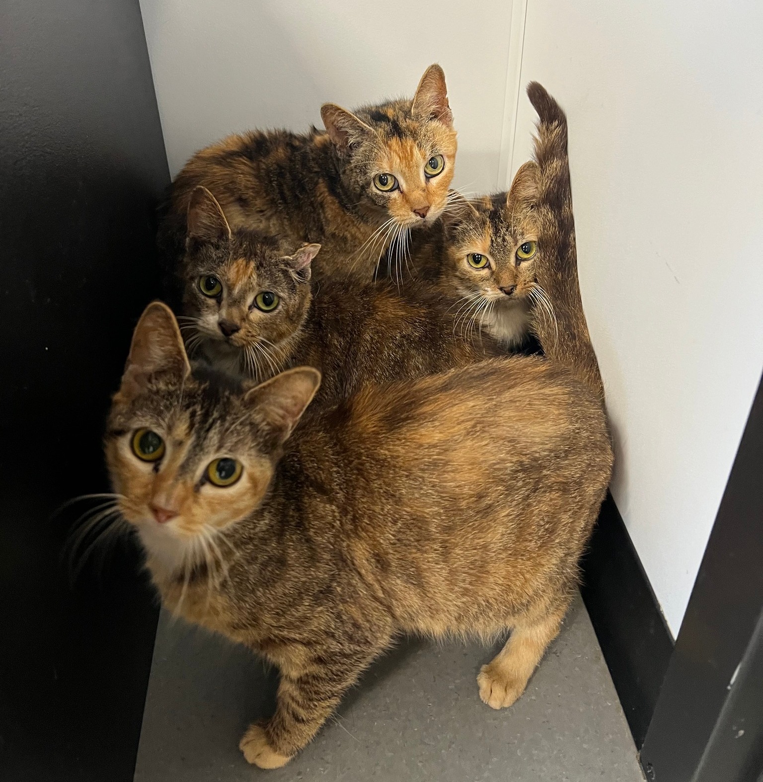 photo of four cats