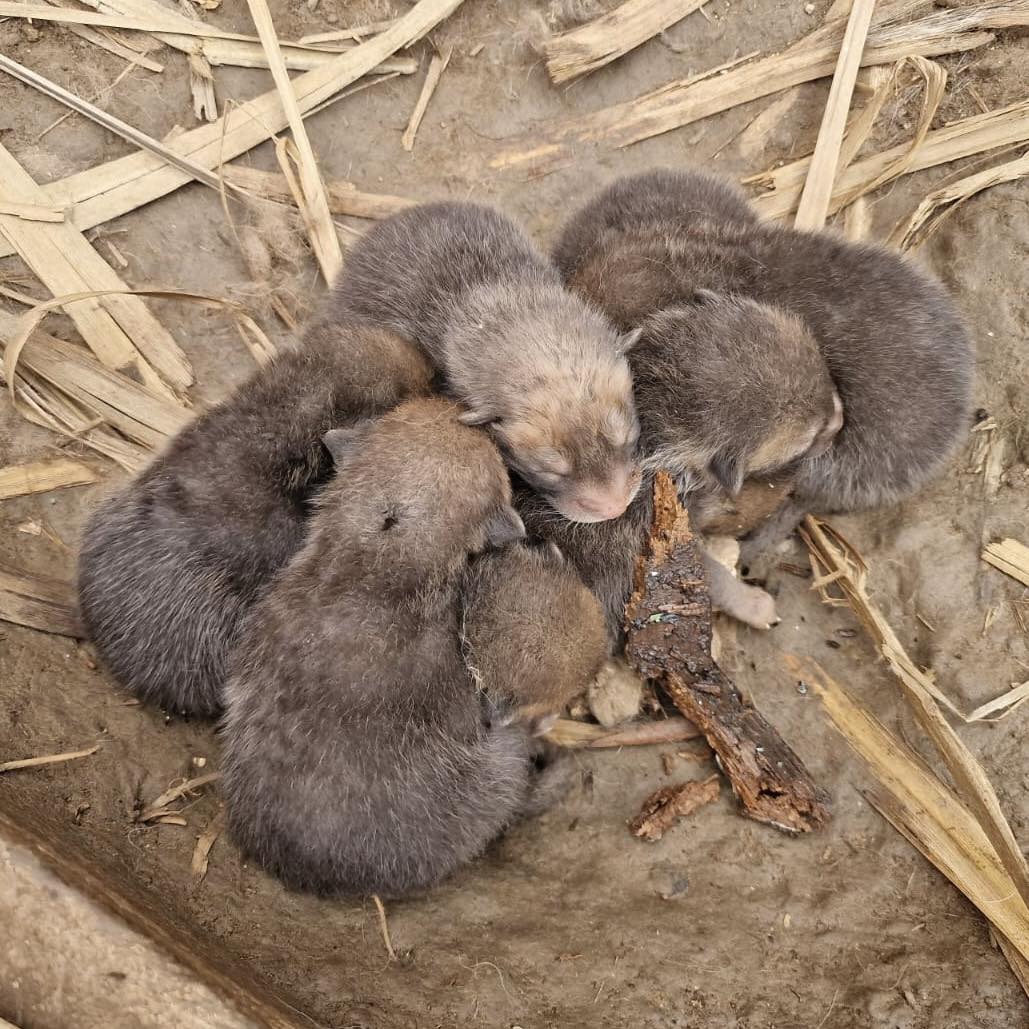 photo of fox cubs