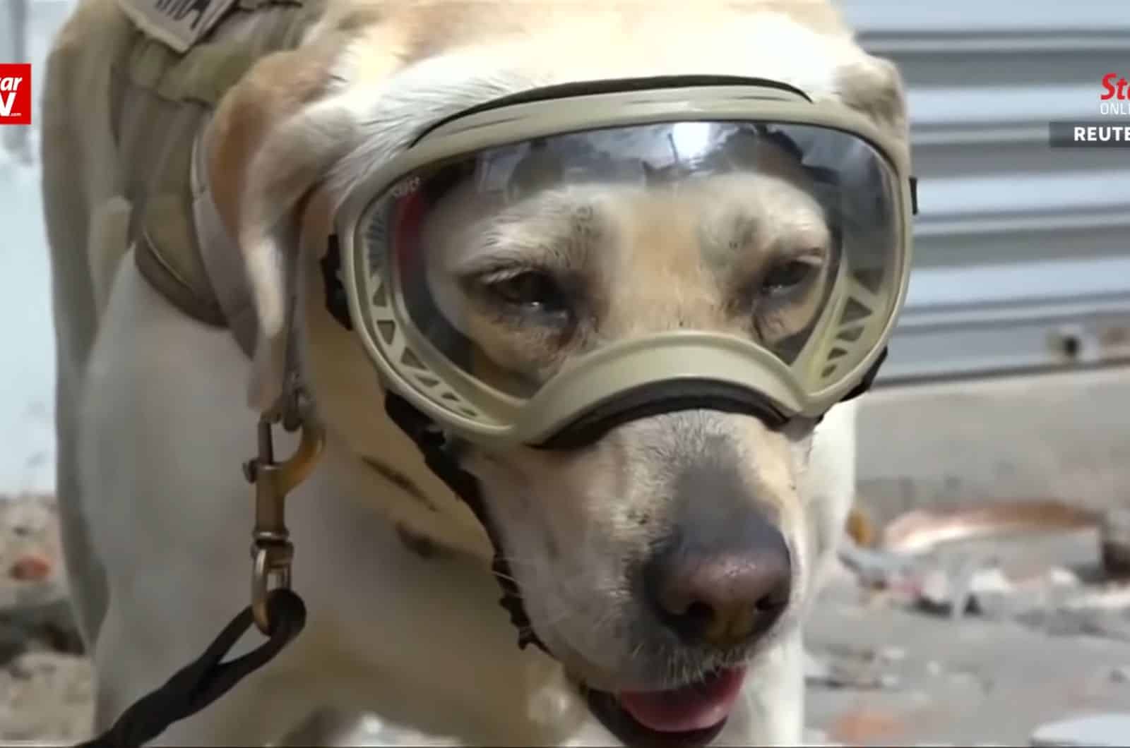 photo of frida the lab wearing goggles