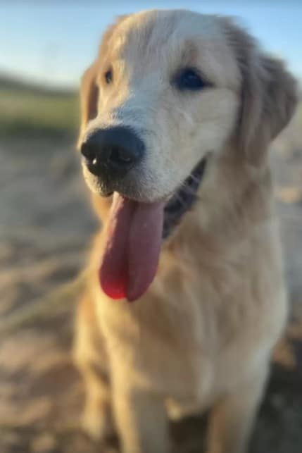 photo of gala, the adorable golden retriever