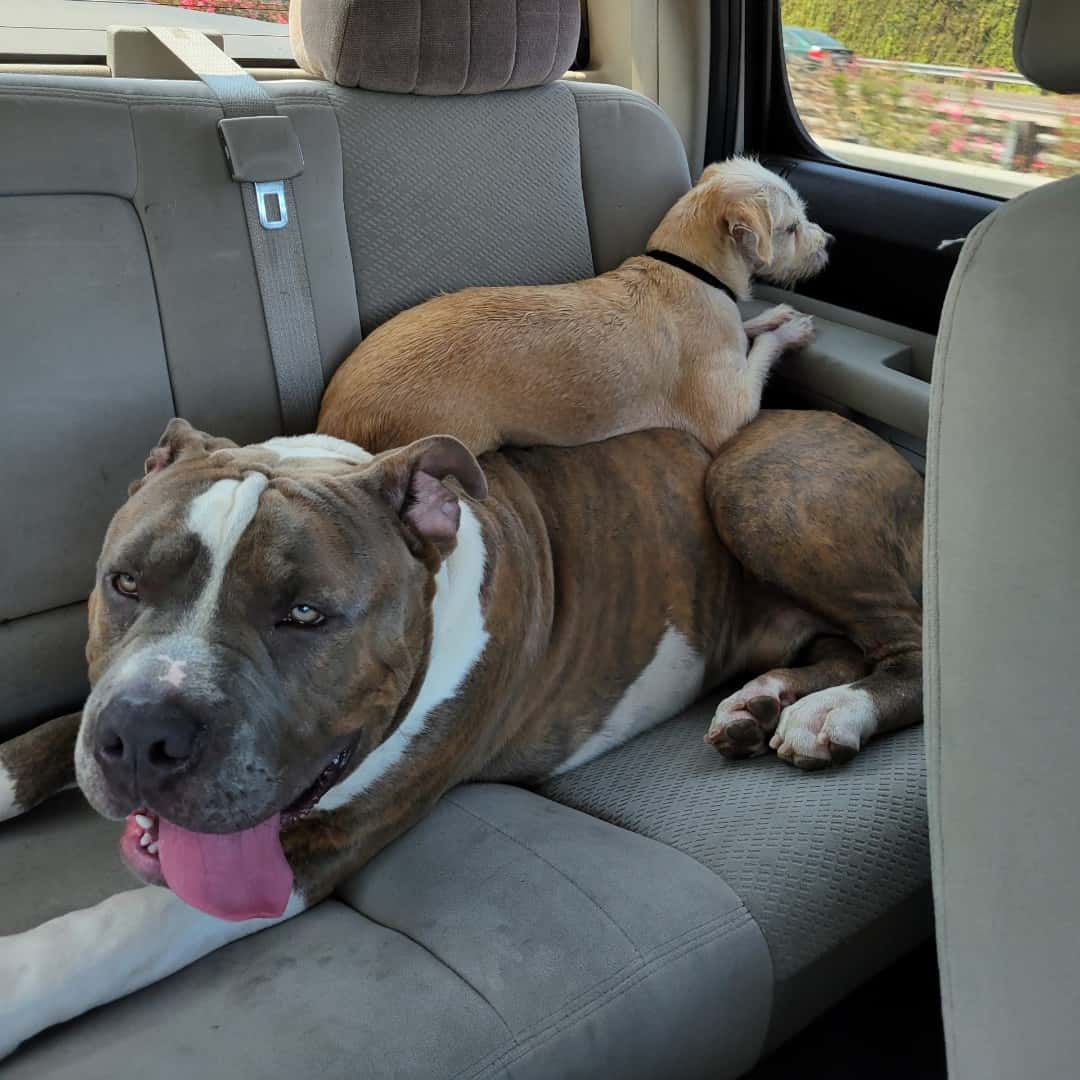 photo of giant pitbull lying in a car with a smaller dog