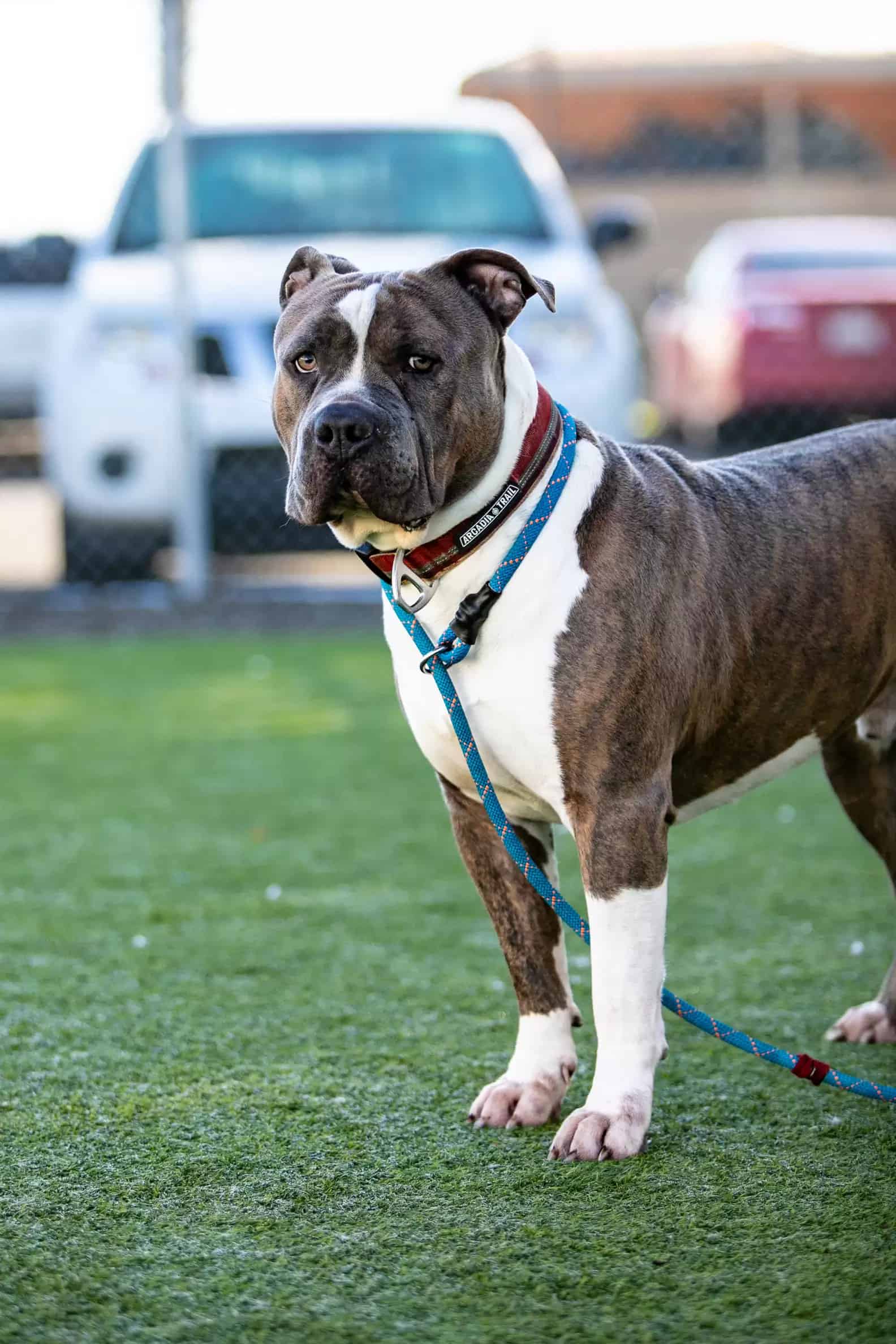 photo of giant pitbull on the grass