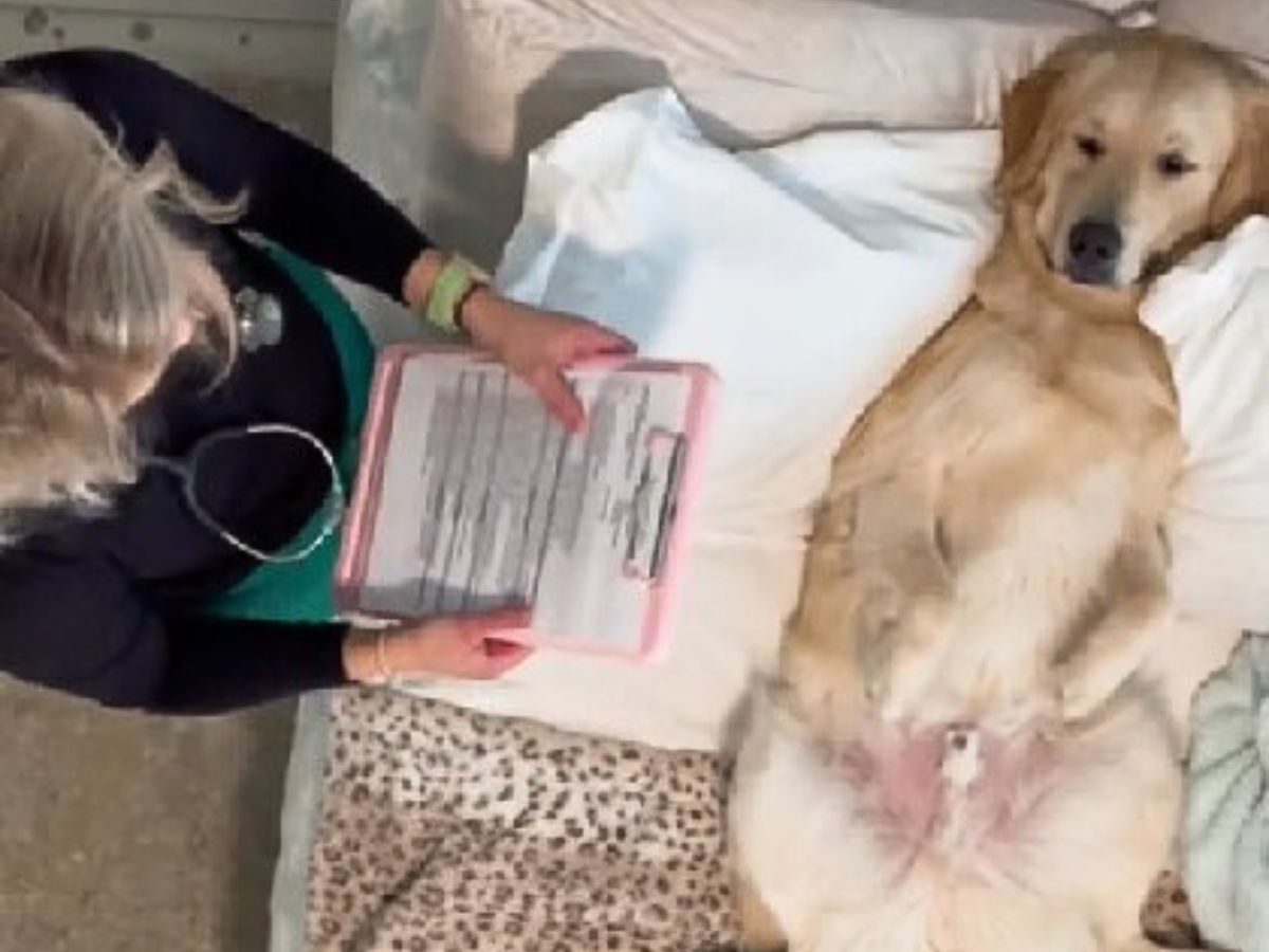 photo of golden retriever lying in front of owner