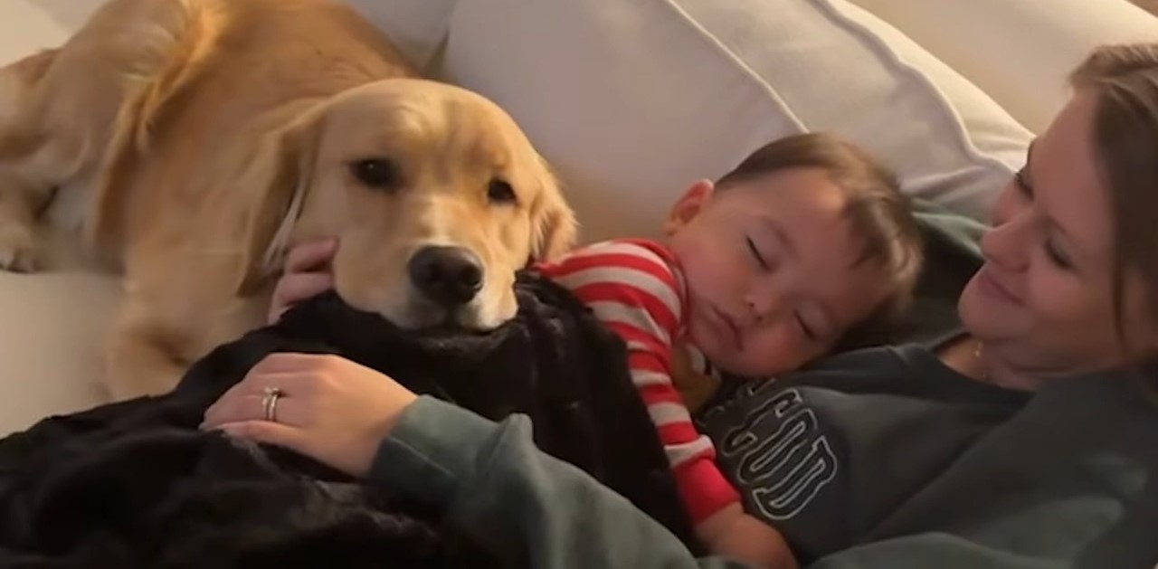 photo of golden retriever woman and baby