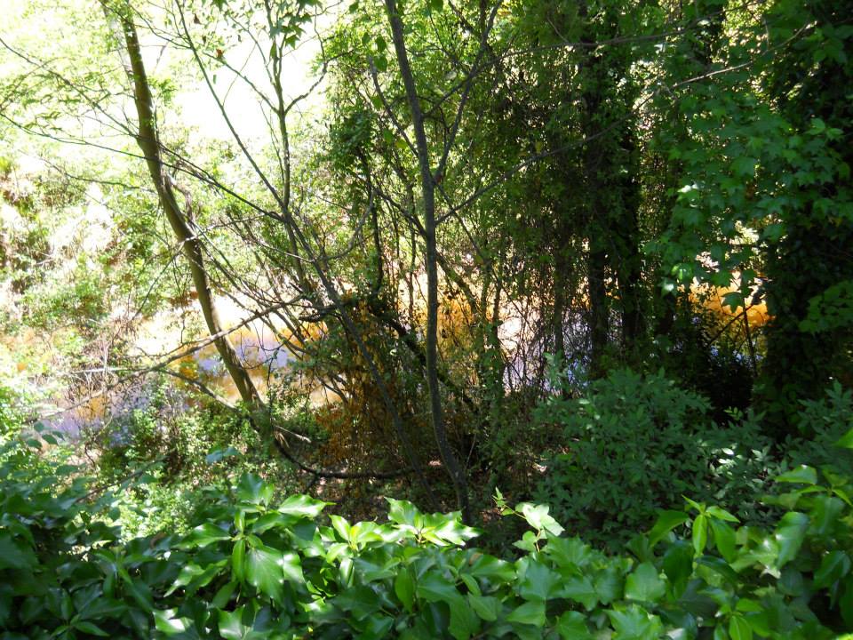 photo of green trees in woods