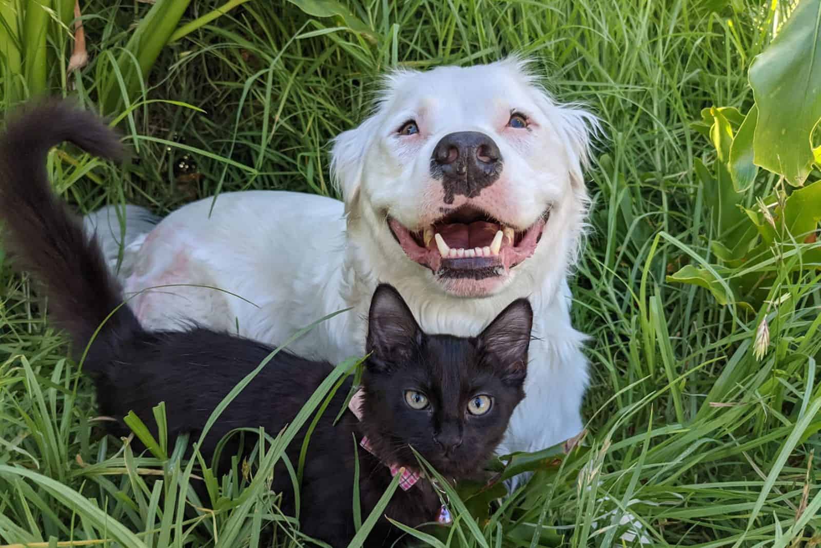 photo of happy Sherio with foster cat