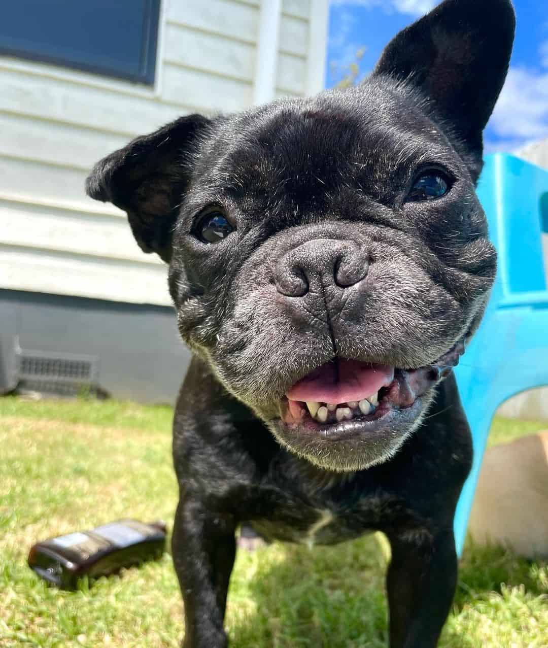 photo of Indy the french bulldog