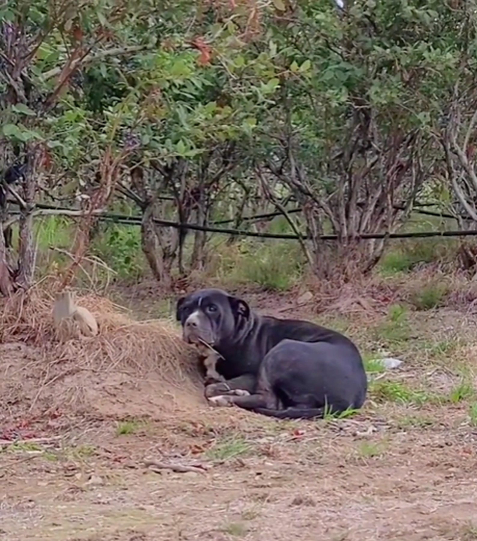 photo of injured pittie lying on grass