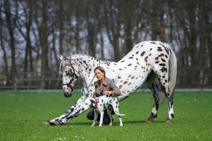 photo of Jack and Nevada with owner