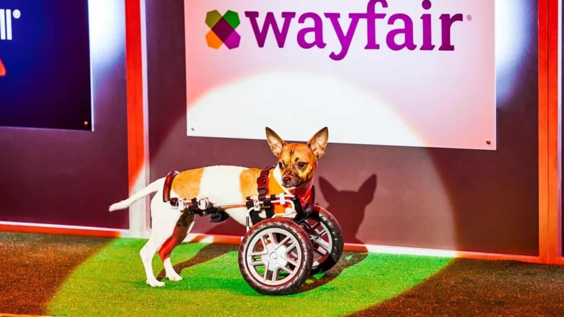 photo of joey at the puppybowl
