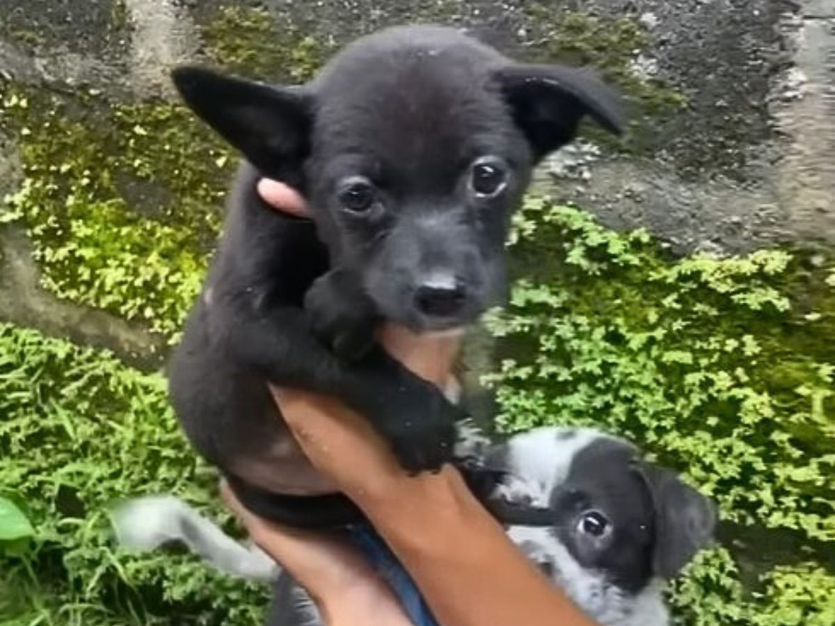 photo of little black puppy