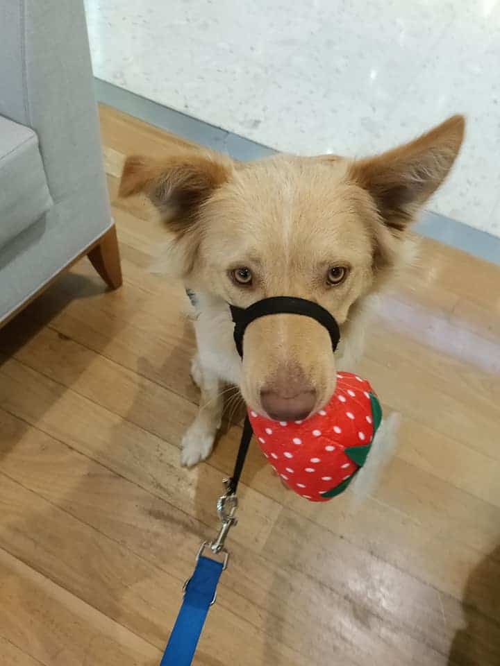 Photo of Marley with his favorite strawberry toy