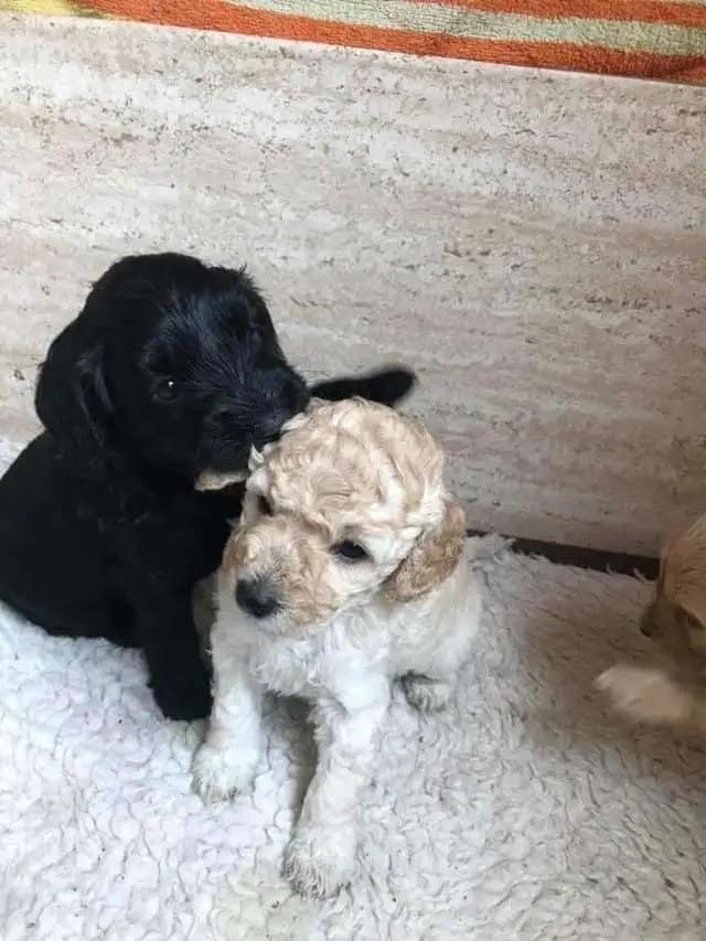 photo of monty and rosie as puppies