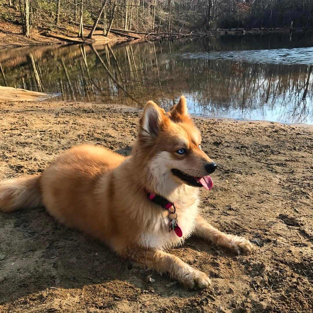 photo of mya, the dog who looks like a fox