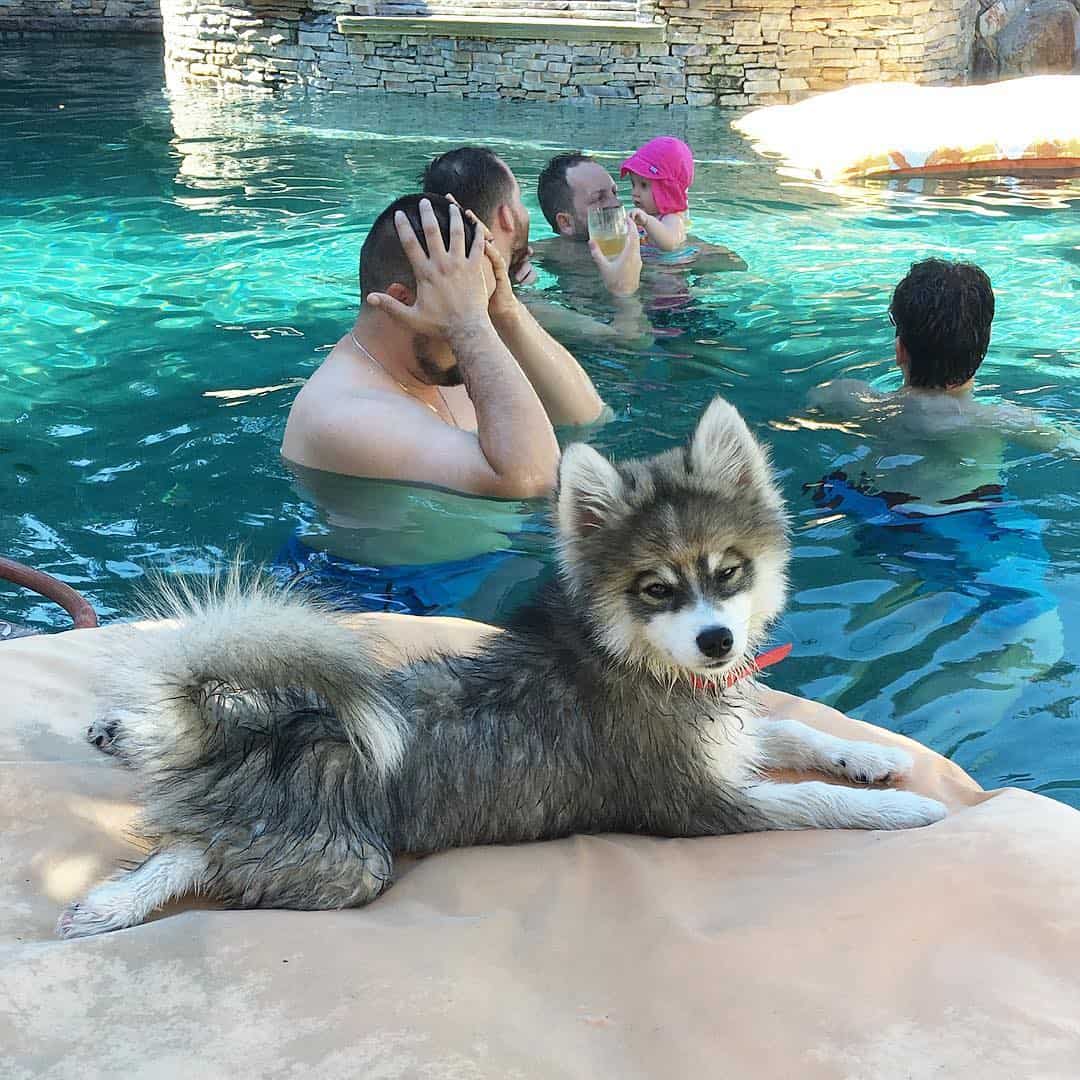 photo of norman the pomsky at the pool