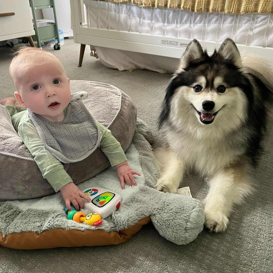 photo of norman the pomsky next to a baby