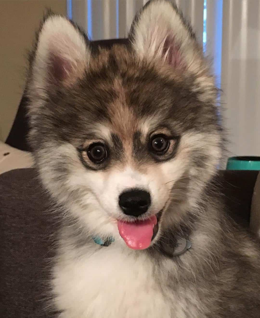 photo of norman the pomsky