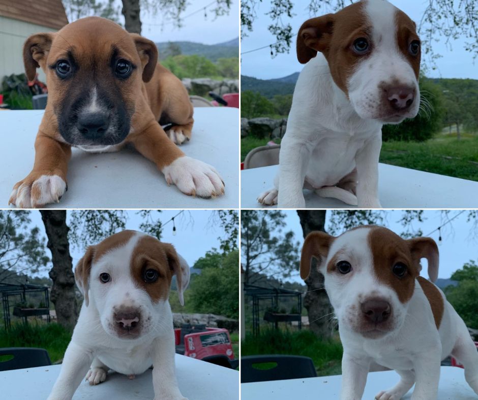 photo of pitbull puppies